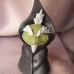 Mô Hình Nhân Vật Figure Uzumaki Naruto Tiên Nhân Cóc - Naruto