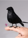 Chim Giả - Chim Quạ Đen Bằng Lông Thật