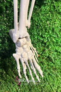 Mô Hình Bộ Xương Người Cao 170Cm  Dùng Trang Trí Halloween