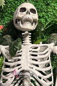 Mô Hình Bộ Xương Người Cao 170Cm  Dùng Trang Trí Halloween