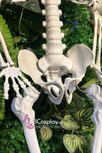 Mô Hình Bộ Xương Người Cao 170Cm  Dùng Trang Trí Halloween