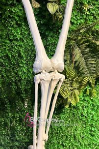 Mô Hình Bộ Xương Người Cao 170Cm  Dùng Trang Trí Halloween