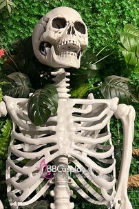 Mô Hình Bộ Xương Người Cao 170Cm  Dùng Trang Trí Halloween