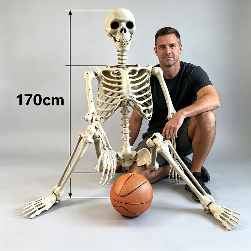 Mô Hình Bộ Xương Người Cao 170Cm Dùng Trang Trí Halloween