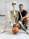 Mô Hình Bộ Xương Người Cao 170Cm Dùng Trang Trí Halloween