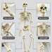 Mô Hình Bộ Xương Người Cao 170Cm Dùng Trang Trí Halloween