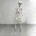 Mô Hình Bộ Xương Người Cao 170Cm Dùng Trang Trí Halloween