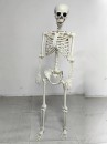 Mô Hình Bộ Xương Người Cao 170Cm Dùng Trang Trí Halloween