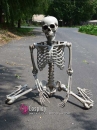 Mô Hình Bộ Xương Người Cao 170Cm  Dùng Trang Trí Halloween
