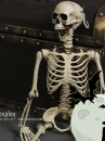 Mô Hình Bộ Xương Người Cao 170Cm  Dùng Trang Trí Halloween