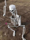 Mô Hình Bộ Xương Người Cao 170Cm  Dùng Trang Trí Halloween