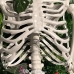 Mô Hình Bộ Xương Người Cao 170Cm  Dùng Trang Trí Halloween