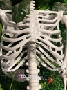 Mô Hình Bộ Xương Người Cao 170Cm  Dùng Trang Trí Halloween