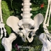 Mô Hình Bộ Xương Người Cao 170Cm  Dùng Trang Trí Halloween