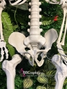 Mô Hình Bộ Xương Người Cao 170Cm  Dùng Trang Trí Halloween