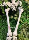 Mô Hình Bộ Xương Người Cao 170Cm  Dùng Trang Trí Halloween
