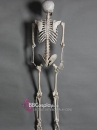 Mô Hình Bộ Xương Người Cao 170Cm  Dùng Trang Trí Halloween