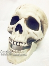 Mô Hình Đầu Lâu Dùng Trang Trí Halloween