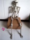 BỘ XƯƠNG NGUYÊN NGƯỜI - 170CM