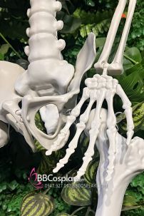 Bộ Xương Người Mô Hình Tỉ Lệ Thật 1:1