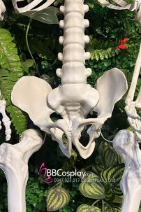 Bộ Xương Người Mô Hình Tỉ Lệ Thật 1:1