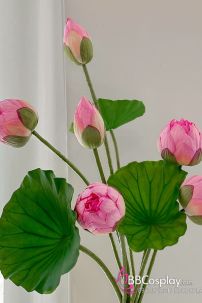 Hoa Sen Và Lá Sen Chụp Ảnh Áo Dài - Tứ Thân