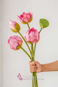 Hoa Sen Và Lá Sen Chụp Ảnh Áo Dài - Tứ Thân