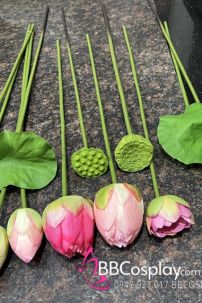 Hoa Sen Và Lá Sen Chụp Ảnh Áo Dài - Tứ Thân