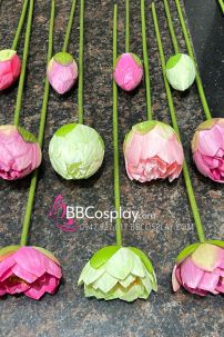 Hoa Sen Và Lá Sen Chụp Ảnh Áo Dài - Tứ Thân