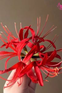 Kẹp Tóc Hoa Bỉ Ngạn Đỏ - Kẹp Tóc Chụp Ảnh