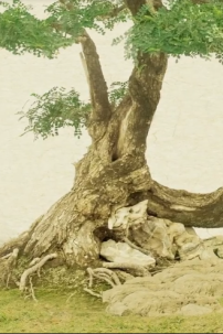 Đồ Trạng Quỳnh Bản Điện Ảnh - Trang Phục Chú Cuội