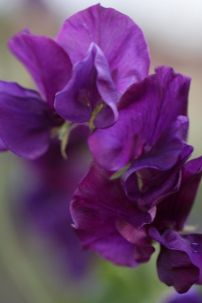 Trang Phục Bơi Bikini Tím Hoa Đậu Thơm