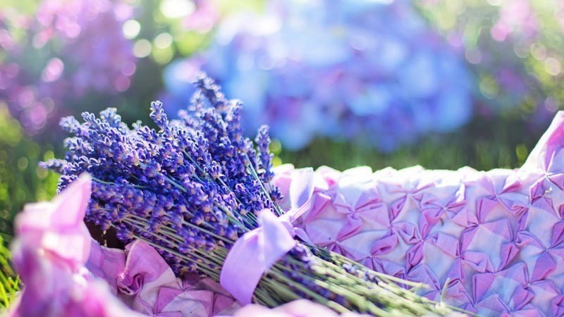 Hoa lavender