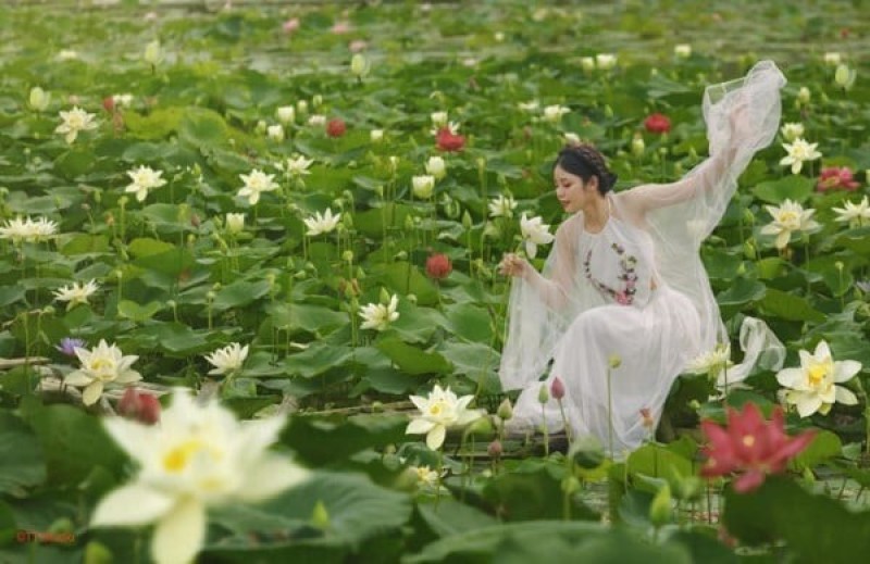chụp ảnh với sen mặc gì