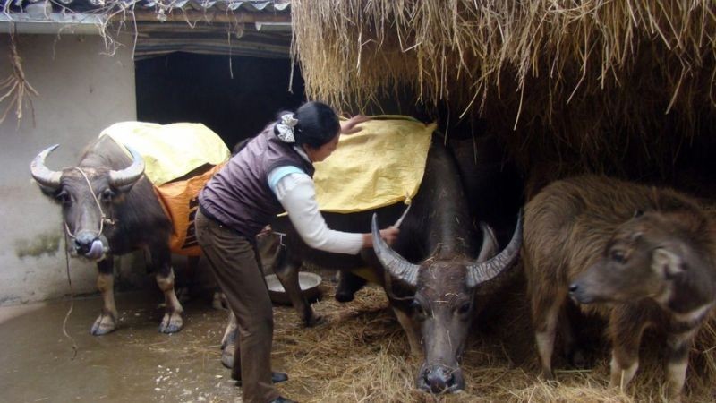 Hoạt động nông vụ