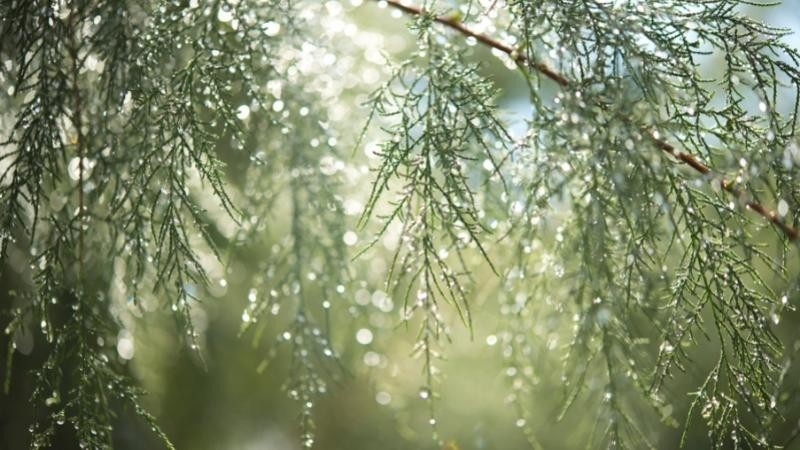 Động phòng để sớm đón quý tử