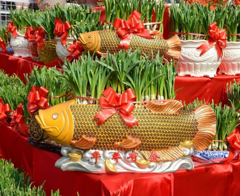 Hoa thủy tiên trồng trong chậu hình cá