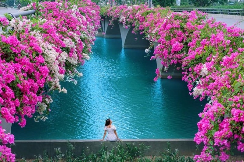 Chụp sau lưng với giàn hoa giấy