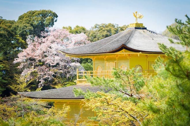 Chùa Kinkakuji vào mùa xuân