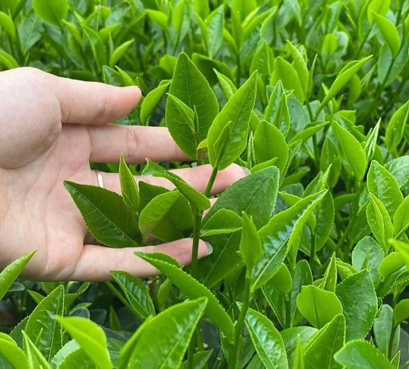 Festival Trà Thái Nguyên là festival nổi tiếng Việt Nam được nhiều du khách quan tâm