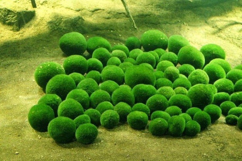 Bóng rêu còn được gọi là bóng rong biển, cầu tảo, và phổ biến nhất là marimo (theo cách gọi của người Nhật Bản), là một loài tảo thân mềm, dạng sợi có tên khoa học là Aegagropila linnaei. Marimo thường phát triển thành những quả cầu màu xanh lá cây, mềm mại và có kích thước từ 12-30 cm, tùy thuộc vào từng nơi sinh trưởng. Ảnh: Amusing Planet.