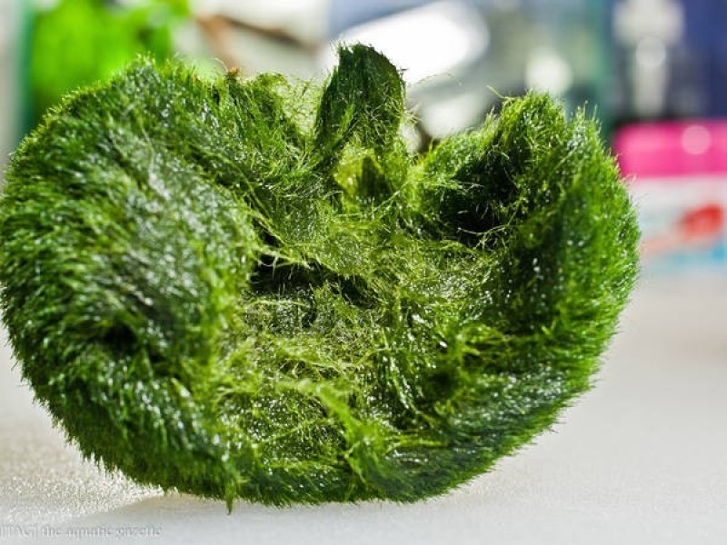 Marimo không phát triển xung quanh lõi của một vật thể, chẳng hạn như một viên sỏi, các sợi tảo mịn như tơ liên tục phân nhánh, phát triển từ vị trí trung tâm, dần dần tạo thành dạng hình cầu. Điều đáng ngạc nhiên là phần lõi của quả cầu dù không được tiếp xúc với ánh sáng mặt trời vẫn có chất diệp lục dưới dạng “ngủ say”. Chỉ cần có ánh sáng chiếu vào khi quả cầu bị vỡ, chúng sẽ hoạt động trở lại. Ảnh: The Aquatic Gazette.