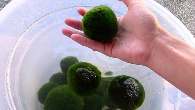  Ở Nhật Bản, marimo được người dân bảo vệ, coi là một vật mang lại may mắn. Cái tên marimo được nhà thực vật học Kawakami Tatsuhiko đặt năm 1898 (mari là bóng, mo là từ chỉ các loài thủy sinh), và chính thức được coi là một “báu vật” tự nhiên kể từ năm 1920. Từ đó đến nay, ngày 29/3 hàng năm, tại khu vực hồ Akan sẽ diễn ra một lễ hội kéo dài ba ngày nhằm tôn vinh marimo và nâng cao ý thức về việc bảo tồn loài tảo độc đáo này. Ảnh: Mossball.