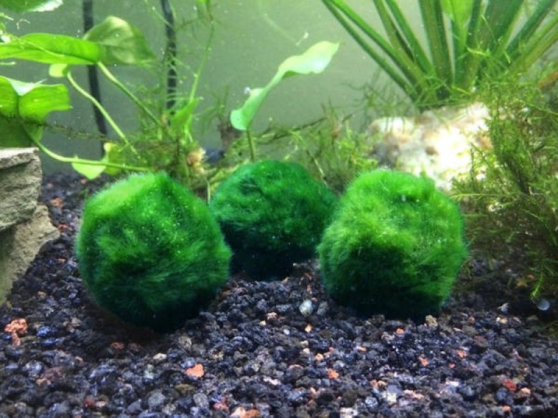 Hiện nay, những quả cầu marimo được bán trong các cửa hàng lưu niệm hoặc dùng để trang trí bể cá ở Nhật Bản. Ảnh: Shopify.