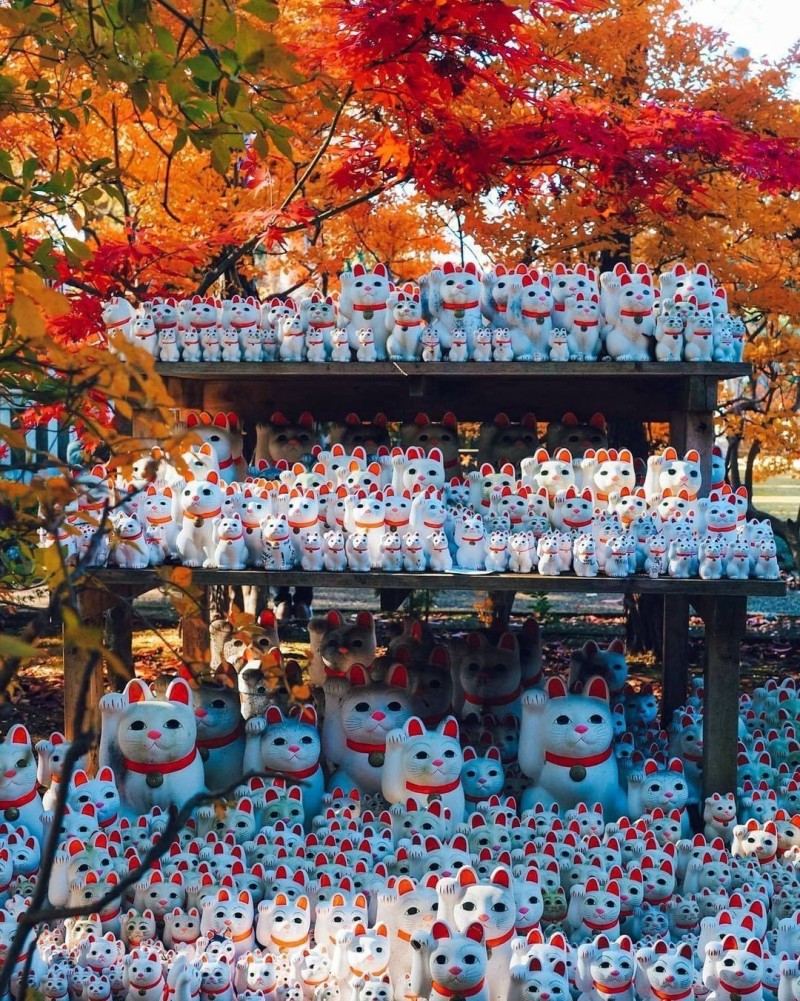 Ảnh: @japan_wonder_travel.
