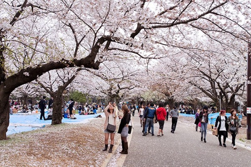 cong vien Yoyogi 4