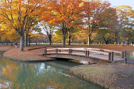 Công Viên Yoyogi – Điểm Đến Không Thể Bỏ Qua Khi Du Lịch Nhật Bản