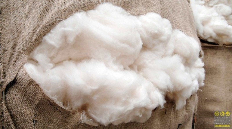 Tải sao vải cashmere lại đắt như vậy?