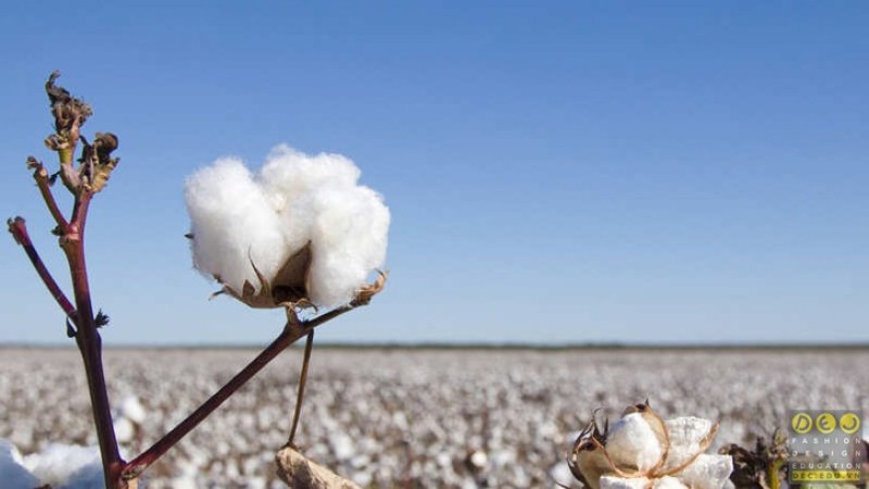 Đặc điểm của vải cotton