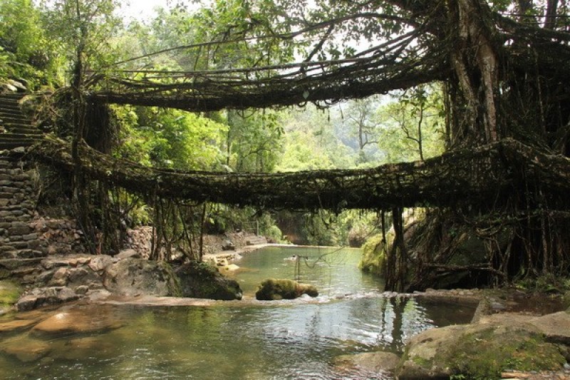 wiki-designsvn-thiet-ke-sinh-hoc-phong-sinh-hoc-la-gi